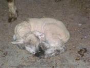 sleeping lamb